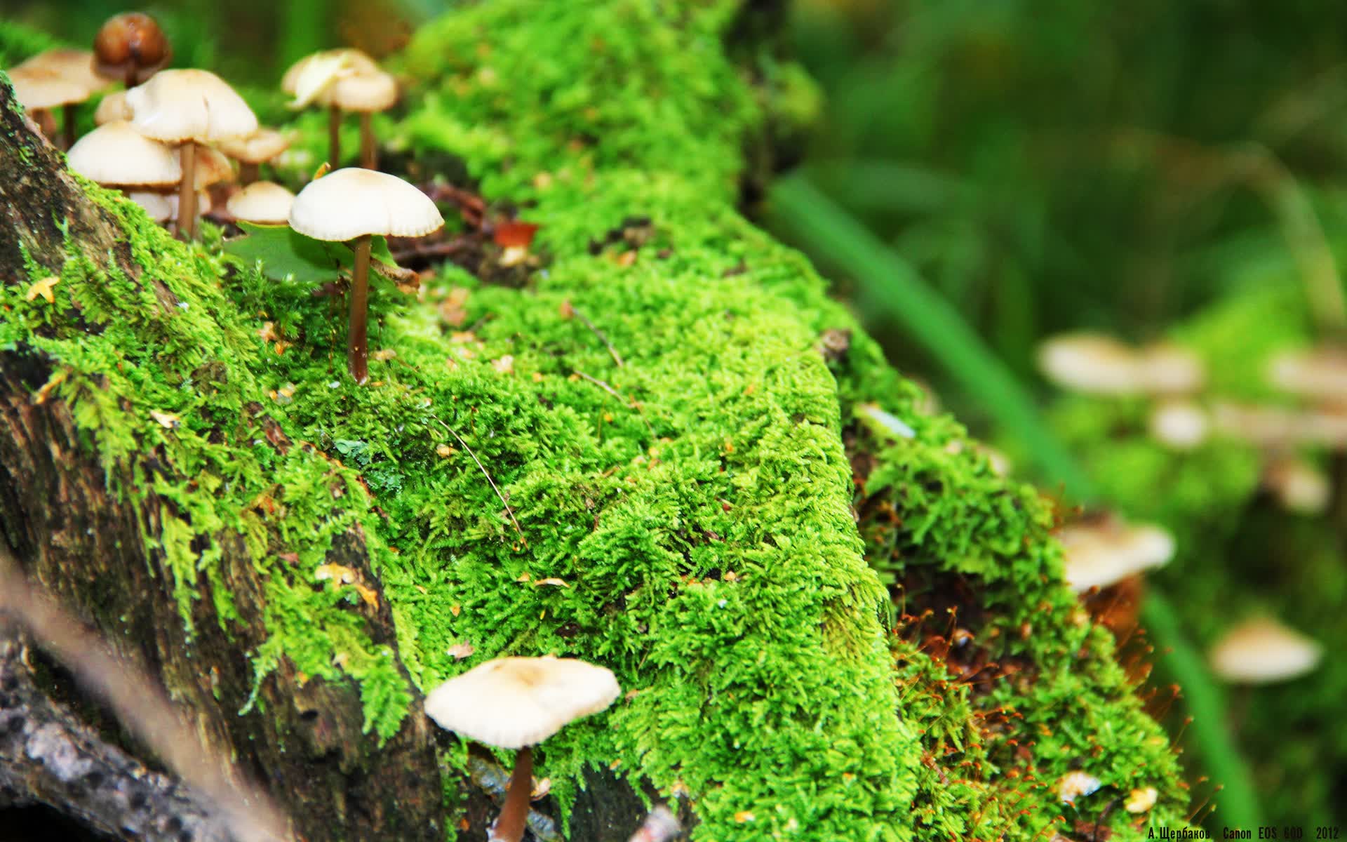 世界拳击榜:新拳王横空出世,世界拳击最新动态